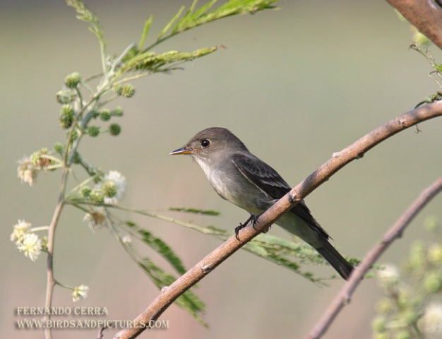 Photo (12): Eastern Wood-Pewee