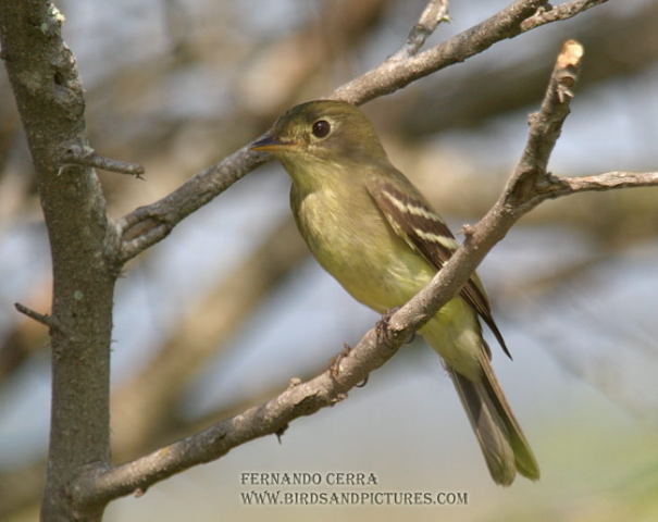 Photo (6): Yellow-bellied Flycatcher