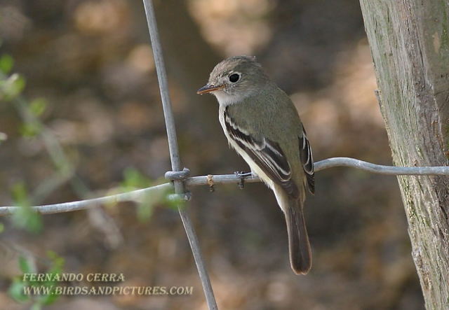 Photo (3): Least Flycatcher