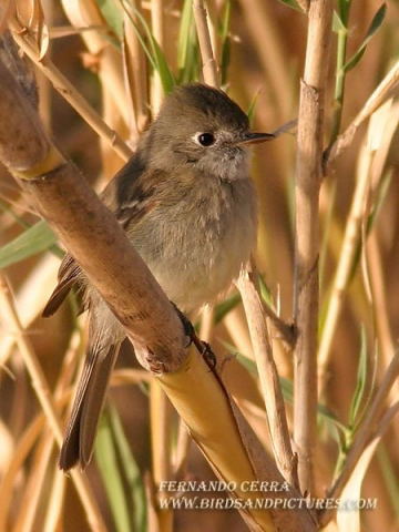 Photo (4): Least Flycatcher