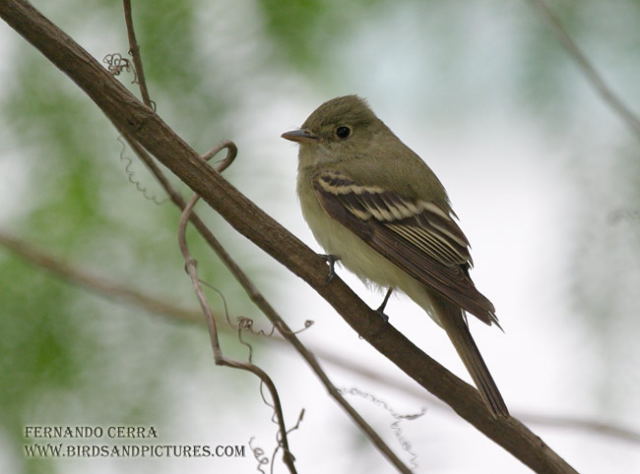 Photo (9): Least Flycatcher
