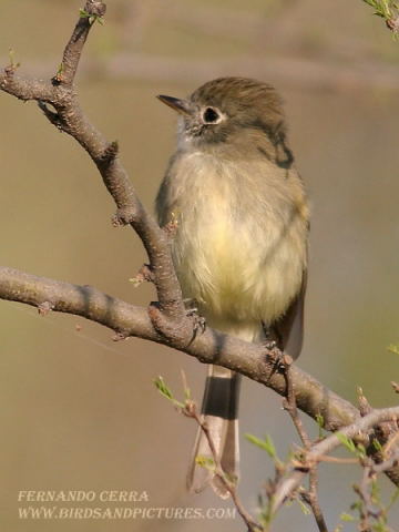 Photo (10): Least Flycatcher