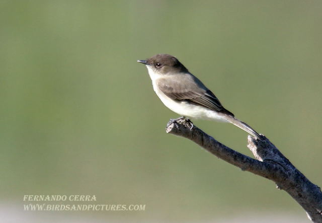 Photo (11): Eastern Phoebe