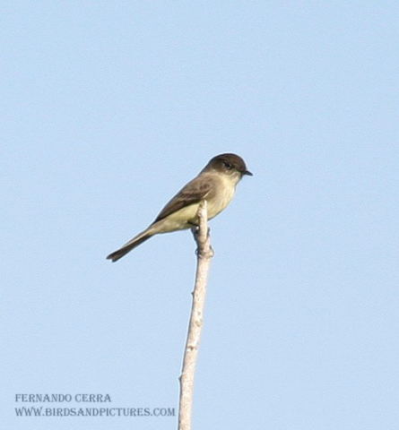 Photo (13): Eastern Phoebe