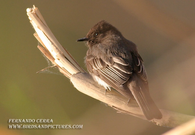 Photo (12): Black Phoebe