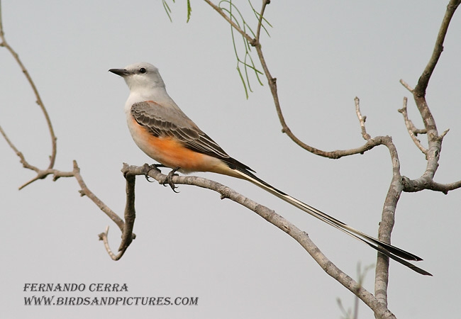 Photo (1): Scissor-tailed Flycatcher