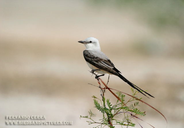 Photo (2): Scissor-tailed Flycatcher