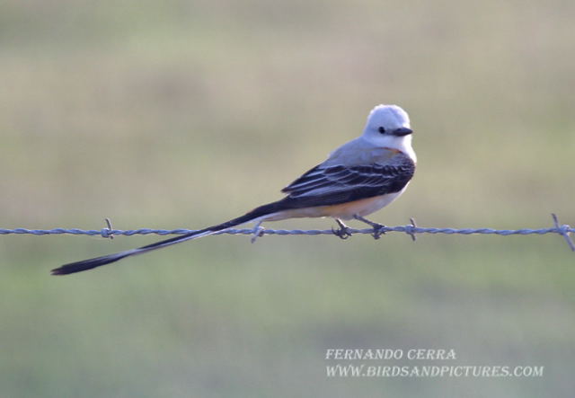 Photo (3): Scissor-tailed Flycatcher