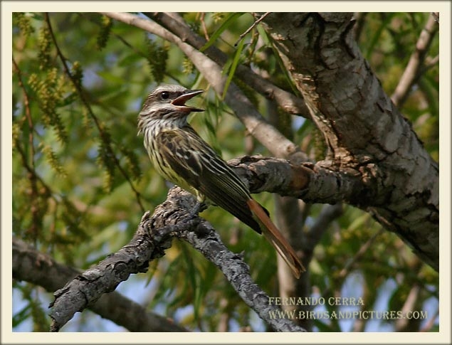 Photo (1): Sulphur-bellied Flycatcher