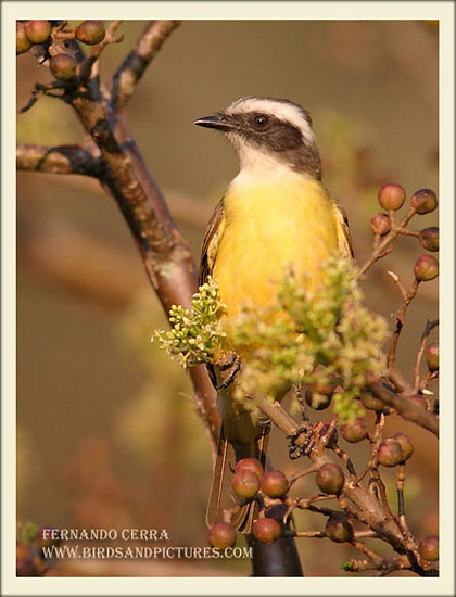 Photo (1): Social Flycatcher