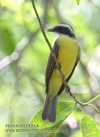 Photo (4): Social Flycatcher