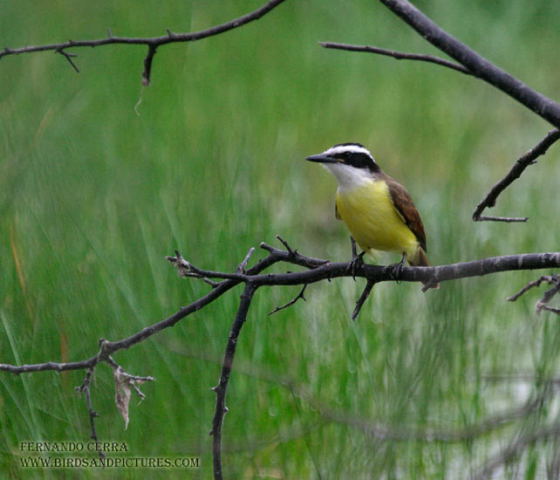 Photo (10): Great Kiskadee
