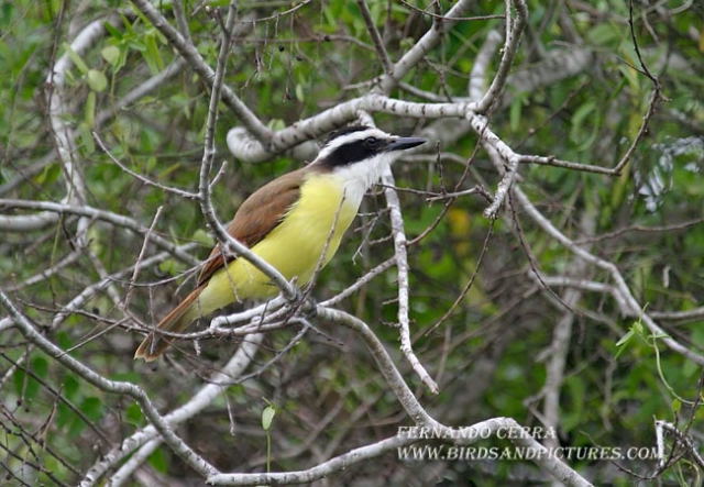 Photo (9): Great Kiskadee