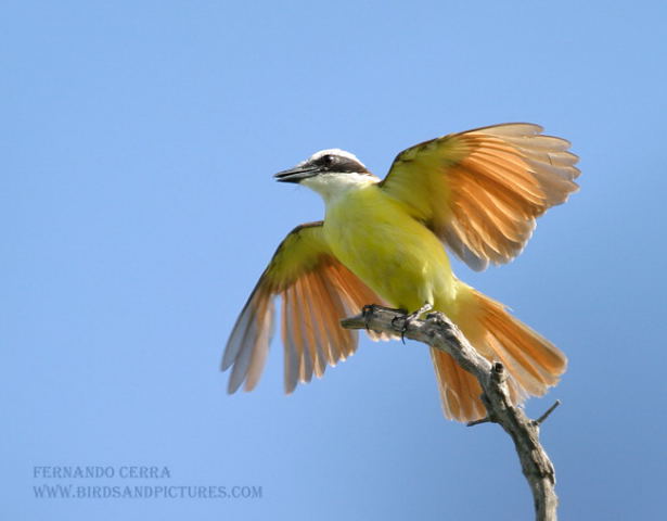 Photo (12): Great Kiskadee