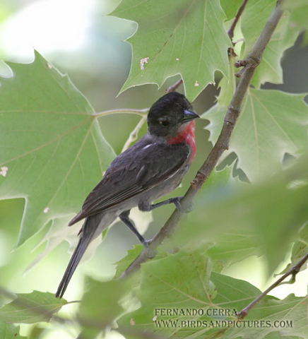 Photo (1): Rose-throated Becard