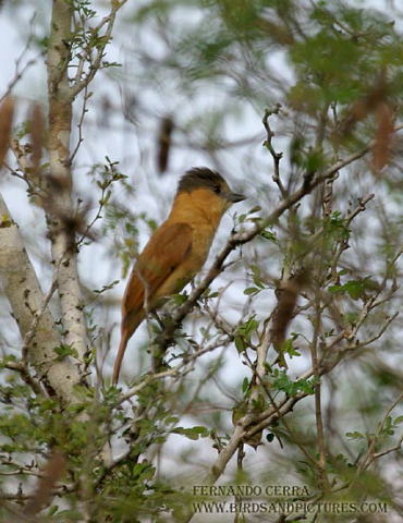 Photo (2): Rose-throated Becard