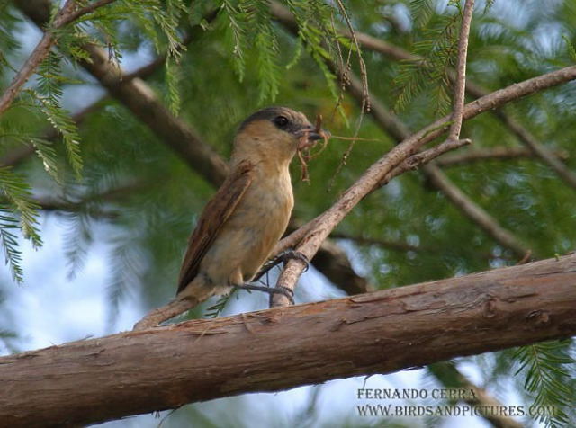 Photo (3): Rose-throated Becard