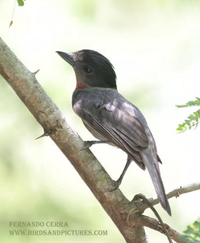 Photo (5): Rose-throated Becard