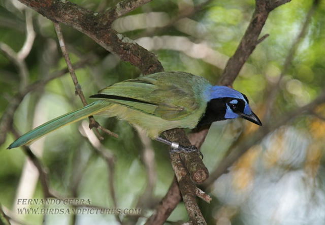 Photo (6): Green Jay