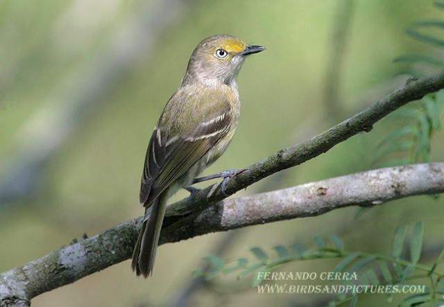 Photo (4): White-eyed Vireo