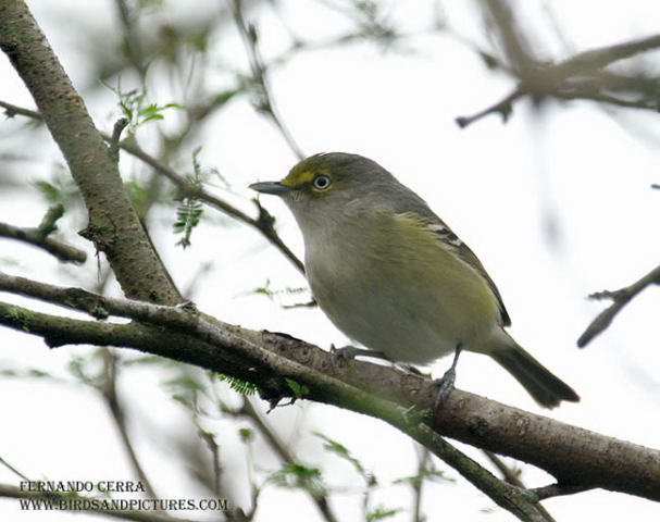 Photo (3): White-eyed Vireo