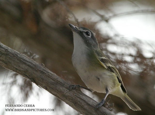 Photo (8): Blue-headed Vireo