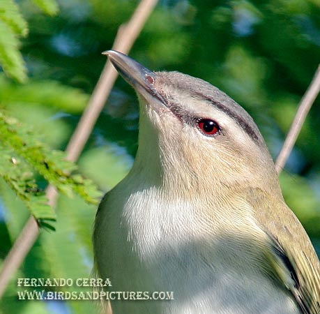 Photo (10): Red-eyed Vireo