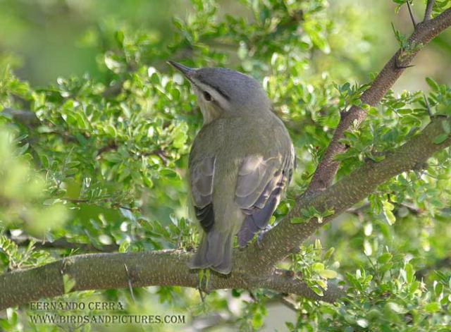 Photo (9): Red-eyed Vireo