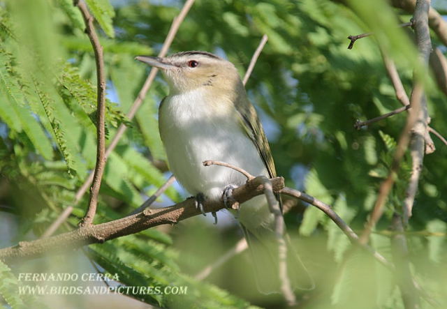 Photo (11): Red-eyed Vireo