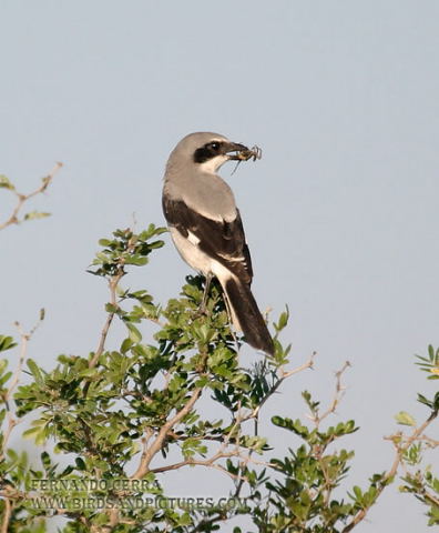 Photo (12): Loggerhead Shrike