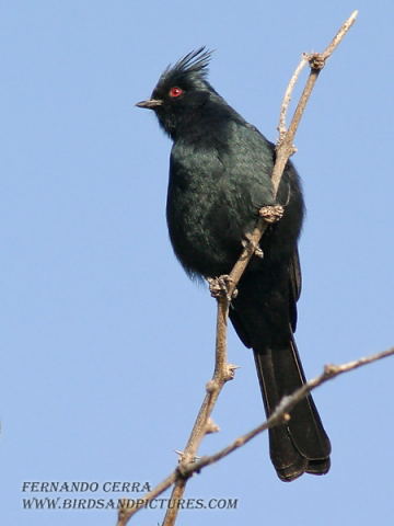 Photo (3): Phainopepla