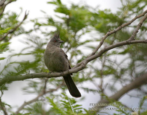 Photo (8): Phainopepla