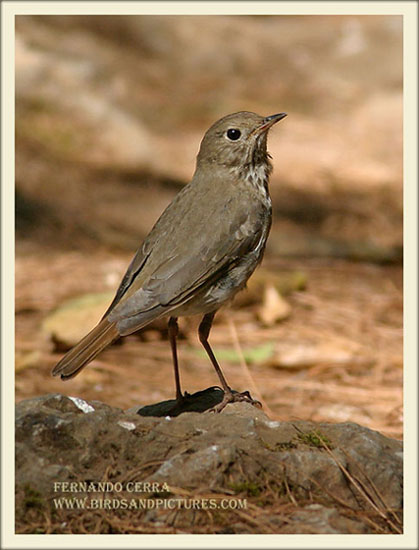 Photo (11): Hermit Thrush