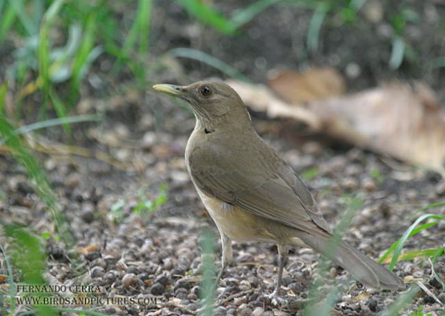 Photo (7): Clay-colored Thrush