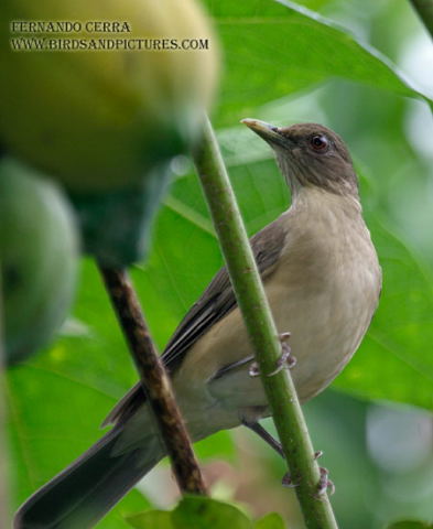 Photo (10): Clay-colored Thrush