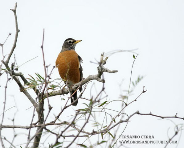 Photo (11): American Robin