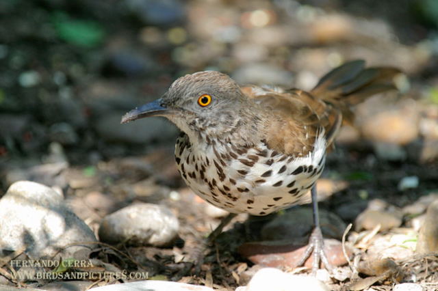 Photo (2): Long-billed Thrasher