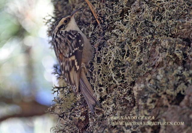 Photo (1): Brown Creeper