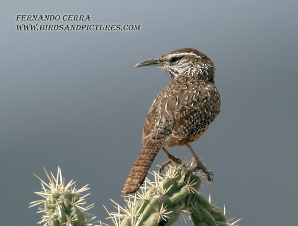 Photo (6): Cactus Wren