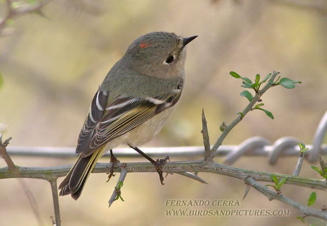 Photo (9): Ruby-crowned Kinglet