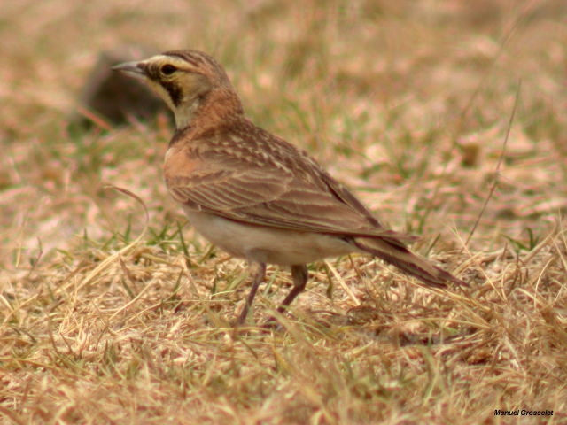 Photo (15): Horned Lark