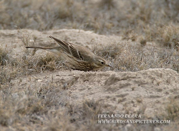 Photo (7): American Pipit
