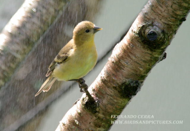 Image (9): Chardonneret jaune