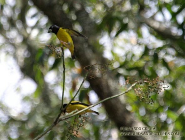 Photo (2): Hooded Grosbeak