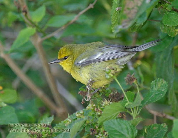 Photo (9): Blue-winged Warbler