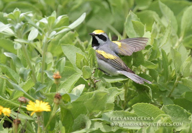 Photo (1): Golden-winged Warbler