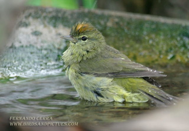 Photo (18): Orange-crowned Warbler