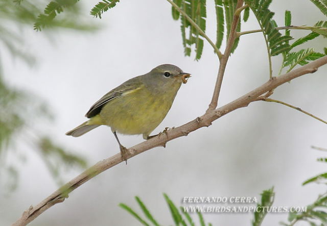 Photo (19): Orange-crowned Warbler