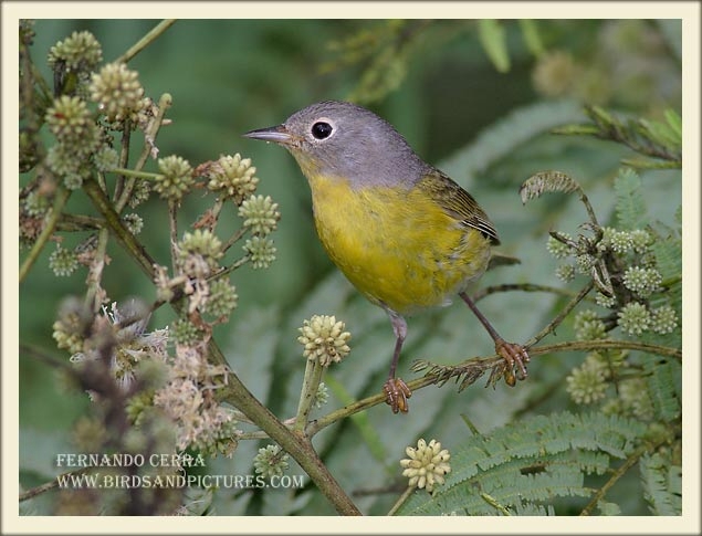 Photo (3): Nashville Warbler