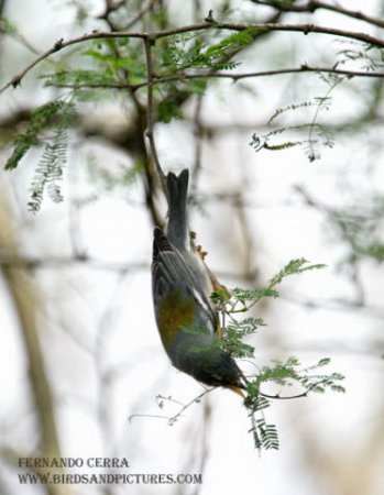 Photo (14): Quiz Species